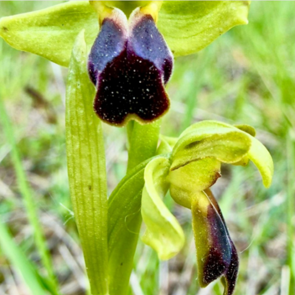 Ophrys fusca